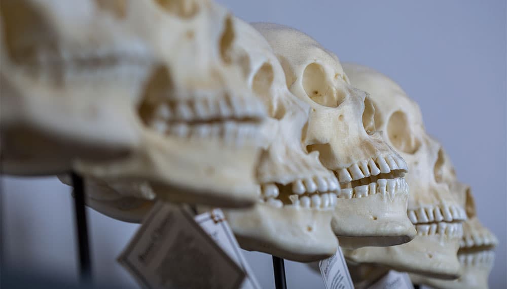 Paleoanthropology